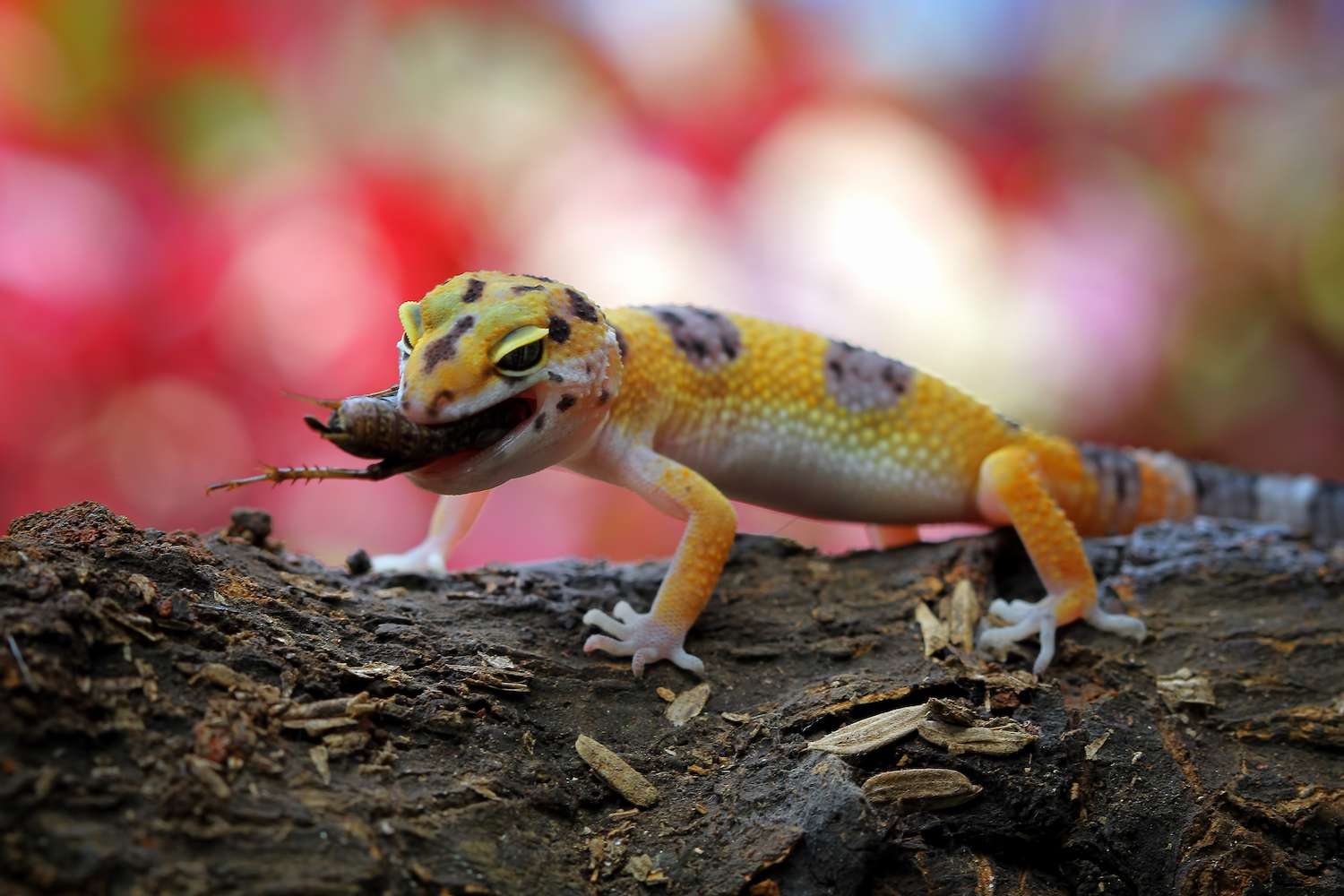 Fruits That Crested Geckos Can Eat - Diet Keg